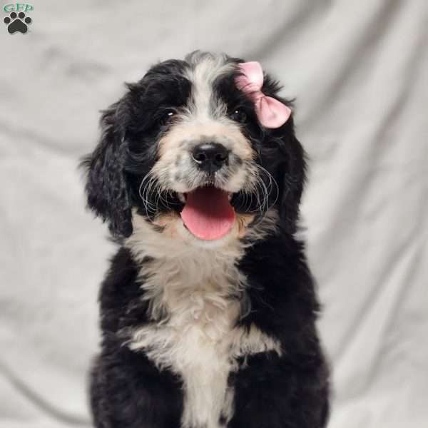Pepper, Bernedoodle Puppy